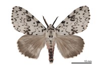 藏品(杉氏絡毒蛾)的圖片